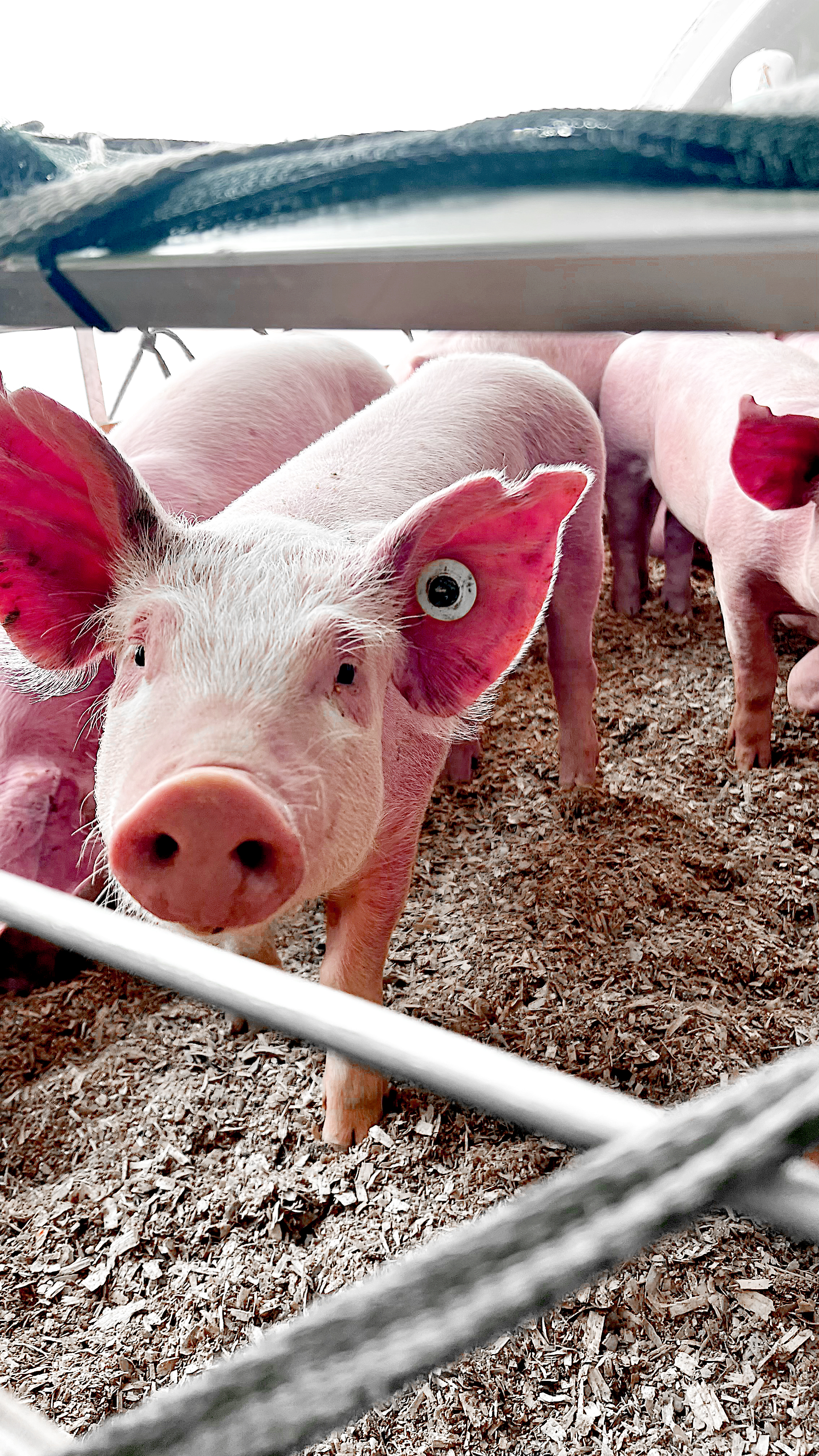 Agroindústria