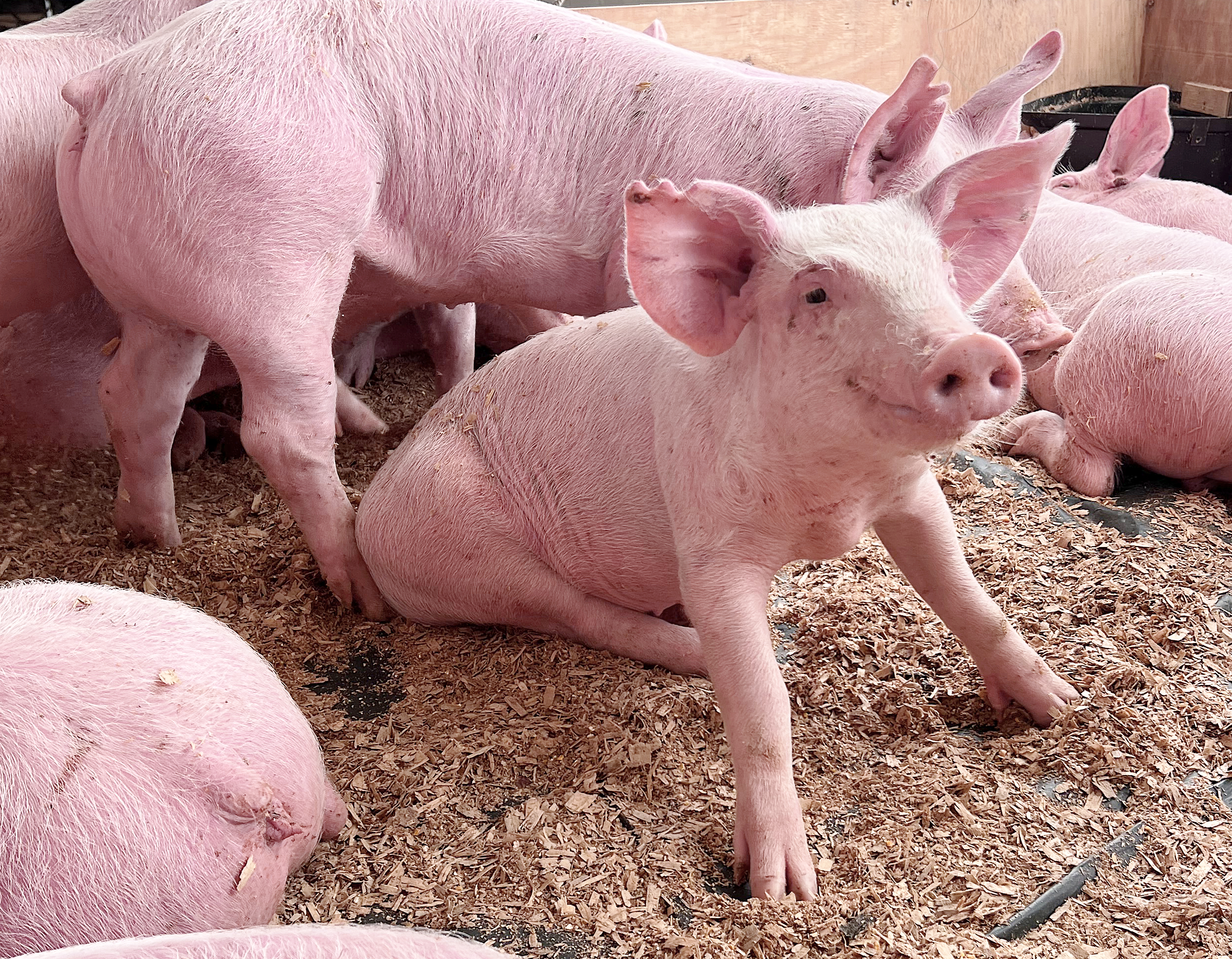 Imagem representando Agroindústria